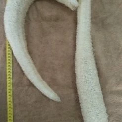 Vendora Φυσικό σφουγγάρι ολόκληρο 3,5€/ΤΕΜ