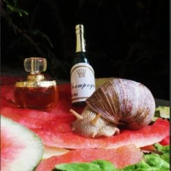 Vendora ΣΠΑΝΙΟ! ΣΥΛΛΕΚΤΙΚΟ! EAU DE TOILETTE CHAMPAGNE YVES SAINT LAURENT -vendora shop 720f85cfb52f61a9362bef912b8cd5f57ba77667 xl