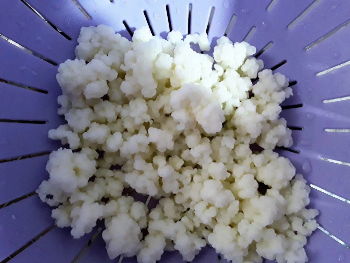 Vendora Πωλούνται σπόροι ΚΕΦΙΡ 4 Vendora Πωλούνται σπόροι ΚΕΦΙΡ - Image 2