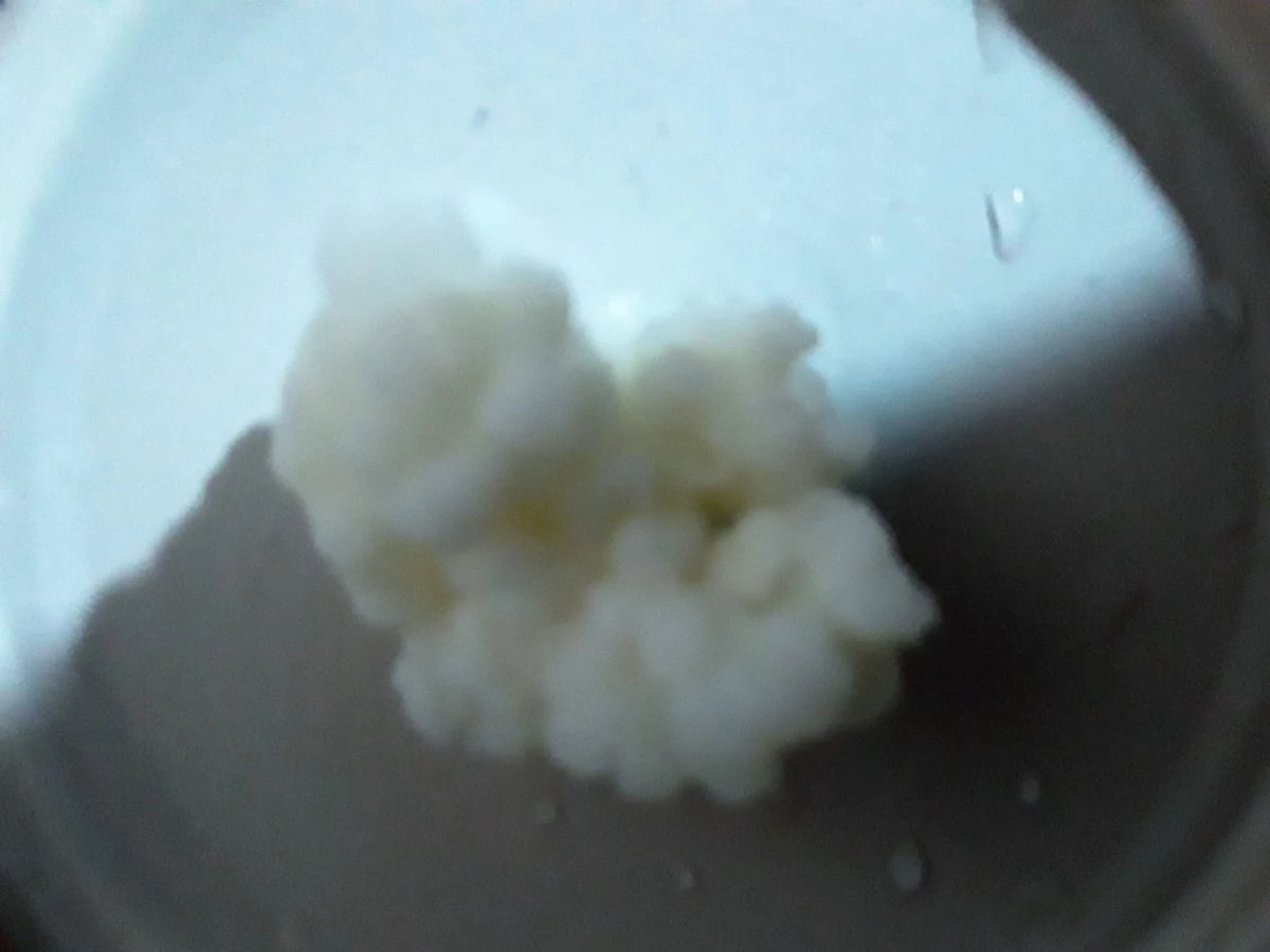 Vendora Πωλούνται σπόροι ΚΕΦΙΡ 5 Vendora Πωλούνται σπόροι ΚΕΦΙΡ - Image 3